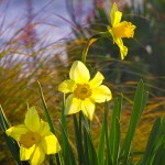 daffodills in the sunshing